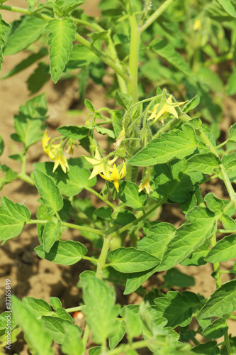 Wallpaper Mural Green tomatoes in the garden Torontodigital.ca