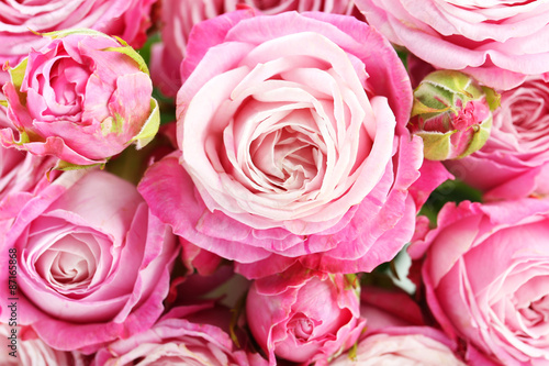 beautiful pink roses background  close up