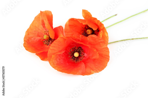 Fototapeta Naklejka Na Ścianę i Meble -  Red Poppy flowers on white background