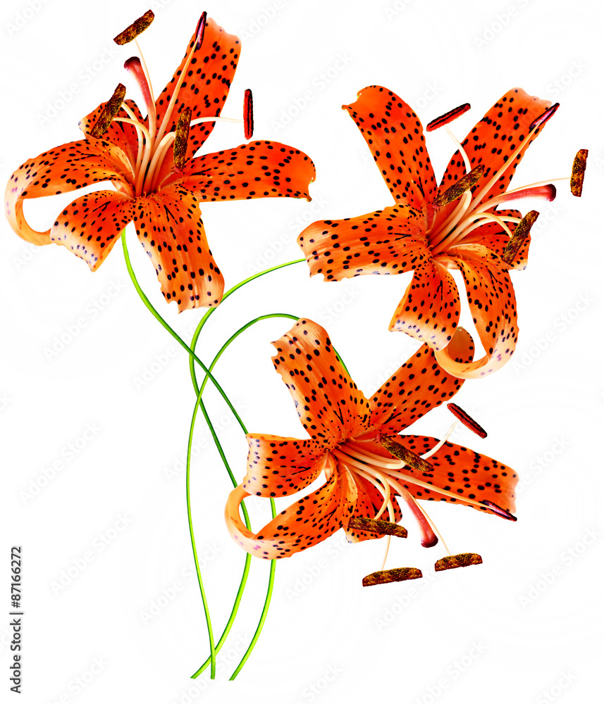lily flowers isolated on white background lily flowers isolated on white background