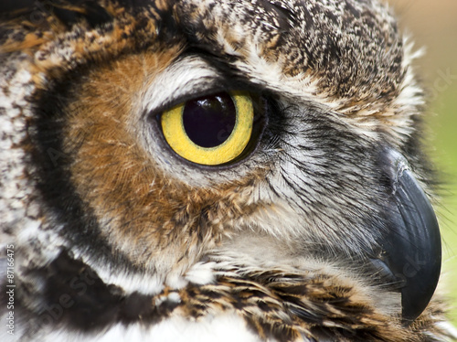 Great Horned Owl Closeup Side View © Jill Lang
