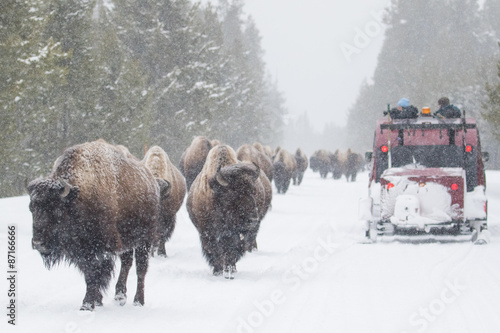 yellowstone bison herd shares winter road with snow coach 