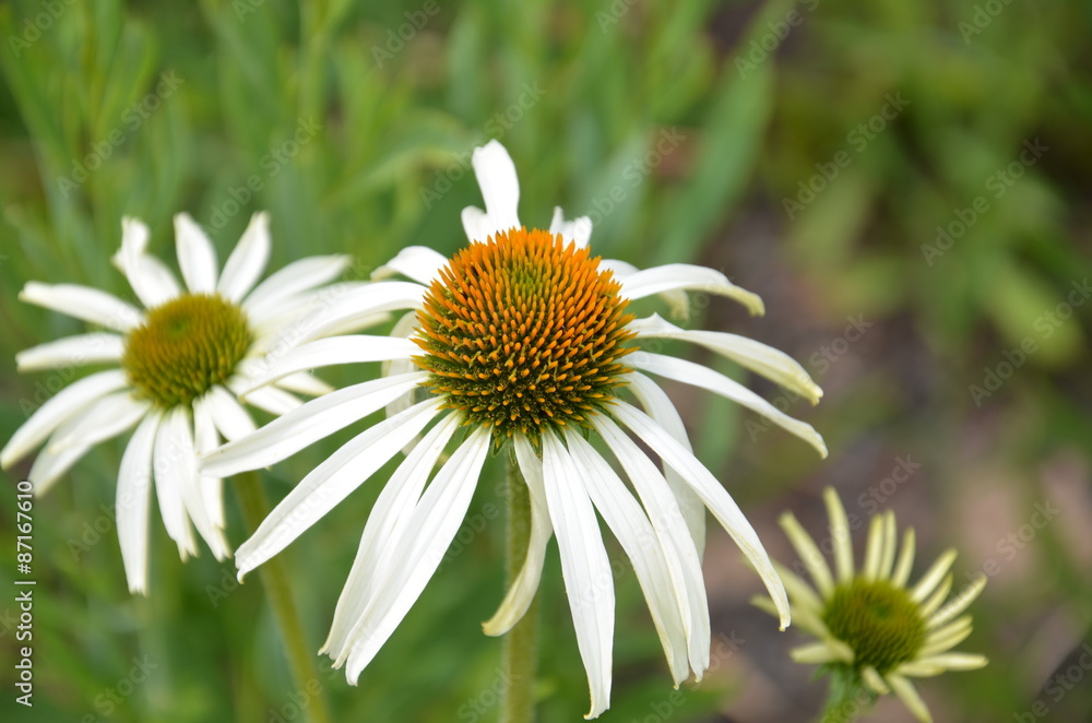 Obraz premium Echinacea - weißer Sonnenhut