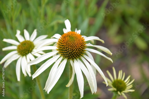 Wallpaper Mural Echinacea - weißer Sonnenhut Torontodigital.ca