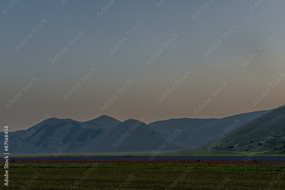 Naklejka premium Fioritura - Castelluccio di Norcia