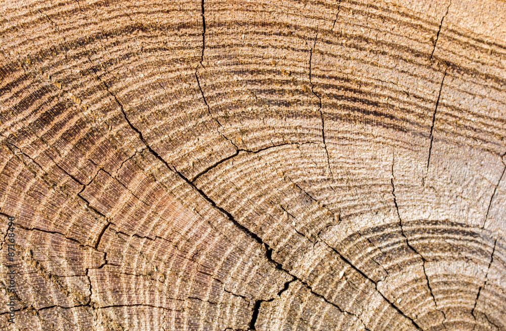 Fototapeta premium Stammquerschnitt