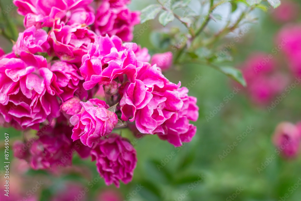 flourishing pink rose bush, full bloom flourishing pink rose bush, full bloom