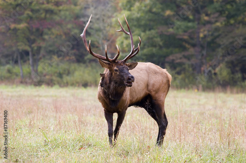 Bull Elk