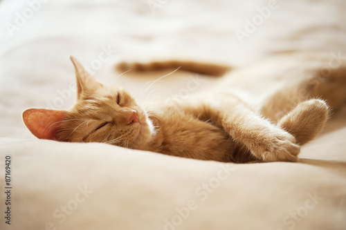 Tablou canvas ginger cat