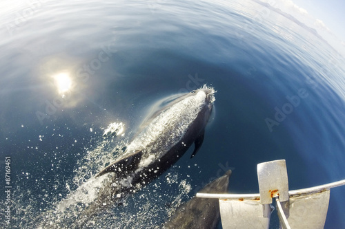 Dolphins swimming in front of the boat in the blue sea photo