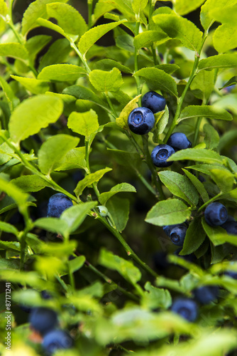 Fotografering Bilberry, whortleberry or European blueberry