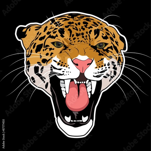 Wild cat leopard vector