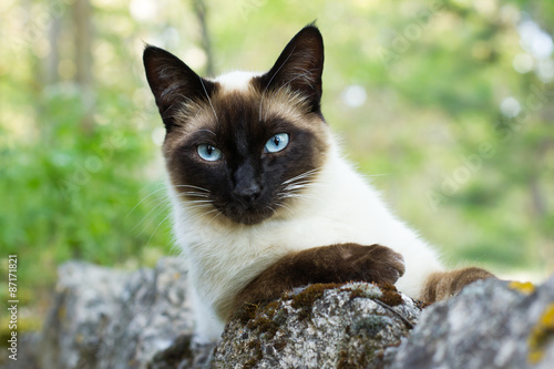 Fototapeta Siamese cat portrait