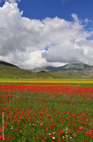 Fioritura di Castelluccio di Norcia