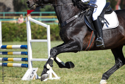 Horse jump in competition