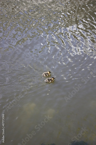 Duck family in "Vallgraven" on a sunny spring day in Gothenburg, Sweden