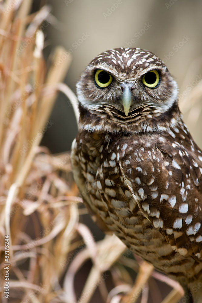 Obraz premium Burrowing Owl