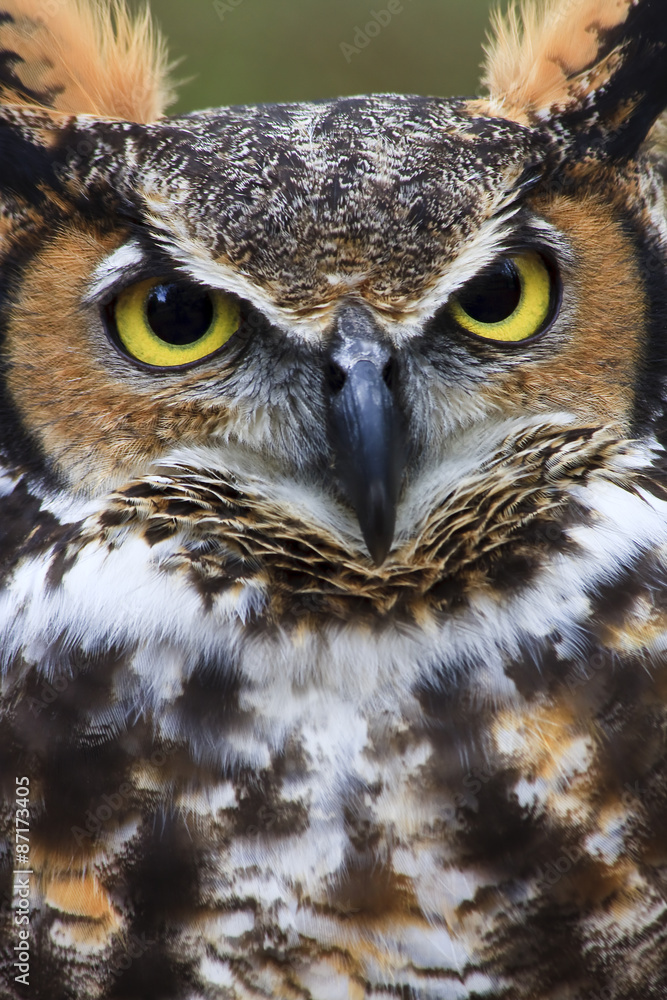 Great Horned Owl