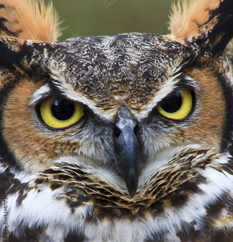 Great Horned Owl © Jill Lang