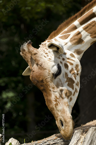 Photography the head of a giraffe nibbling wood