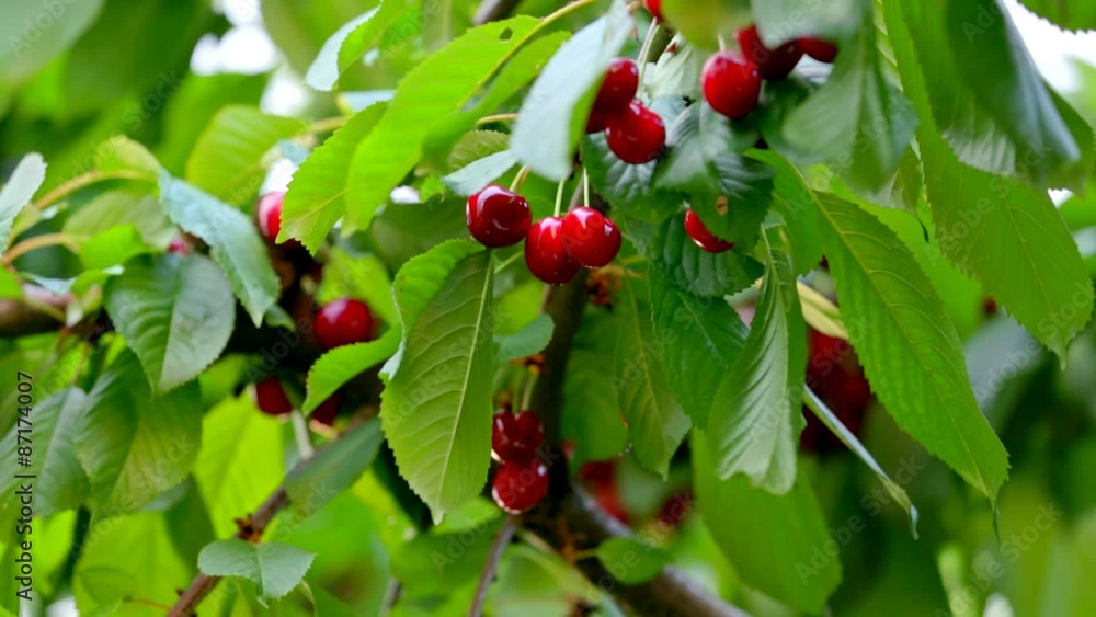 Cherries Hanging On Cherry Tree Branch Cherries Hanging On Cherry Tree Branch
