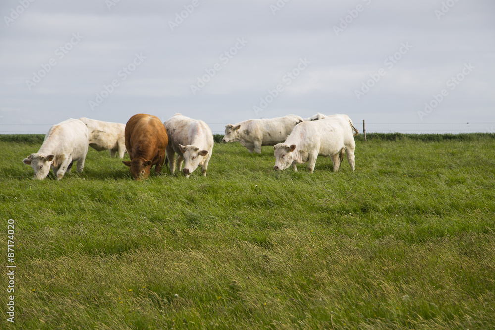 Cows grazing in the upper Normandy in France in light of sunset