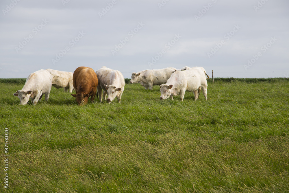 Cows grazing in the upper Normandy in France in light of sunset Cows grazing in the upper Normandy in France in light of sunset