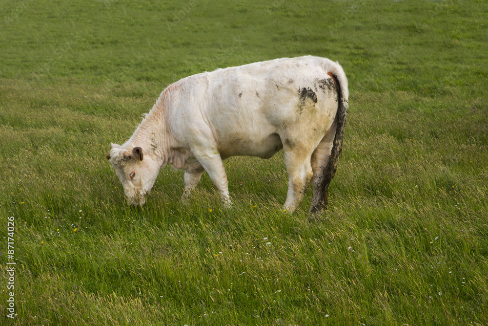 Cows grazing in the upper Normandy in France in light of sunset Cows grazing in the upper Normandy in France in light of sunset