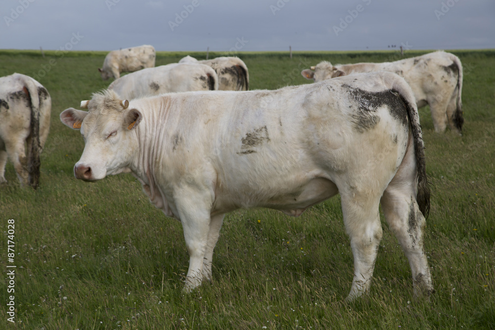 Cows grazing in the upper Normandy in France in light of sunset Cows grazing in the upper Normandy in France in light of sunset