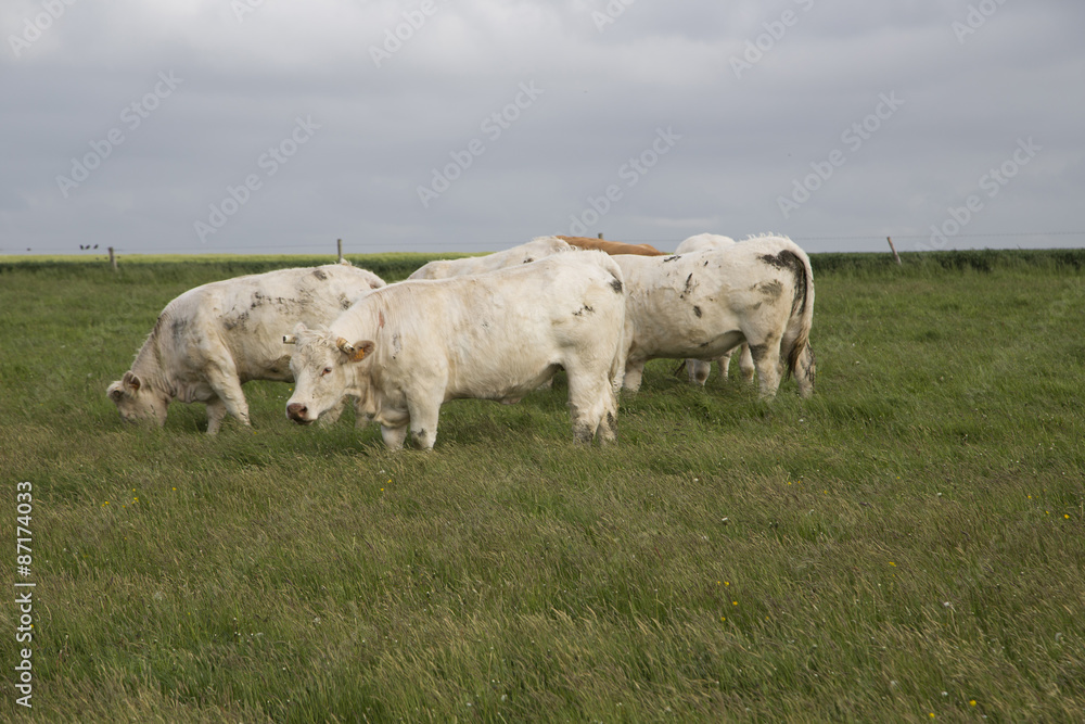 Obraz premium Cows grazing in the upper Normandy in France in light of sunset