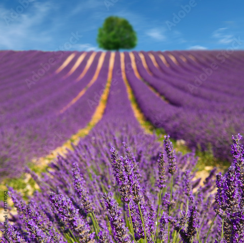 Lavender flower blooming scented fields