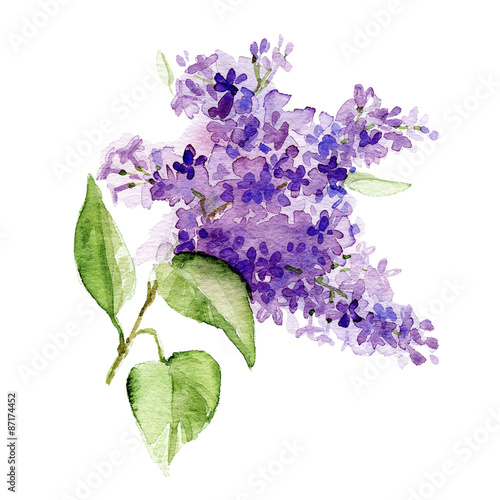 Watercolor lilac branch