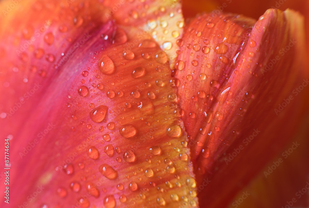 Tulip Petals Macro Tulip Petals Macro