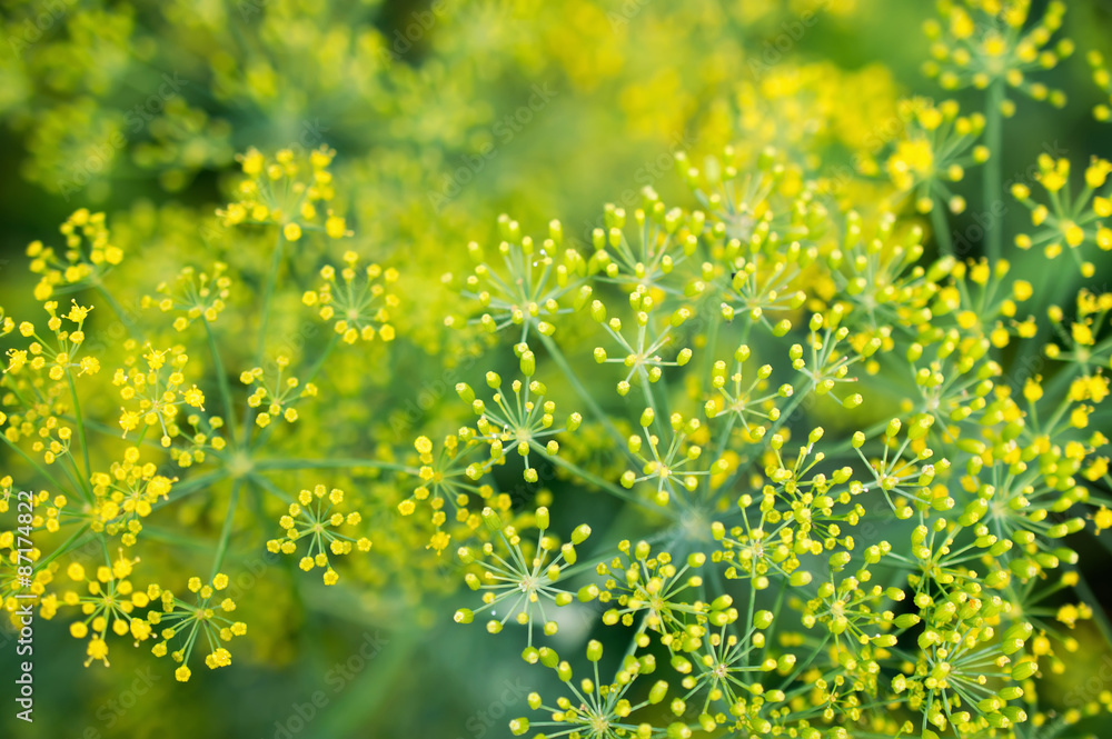 Fototapeta premium flowering dill