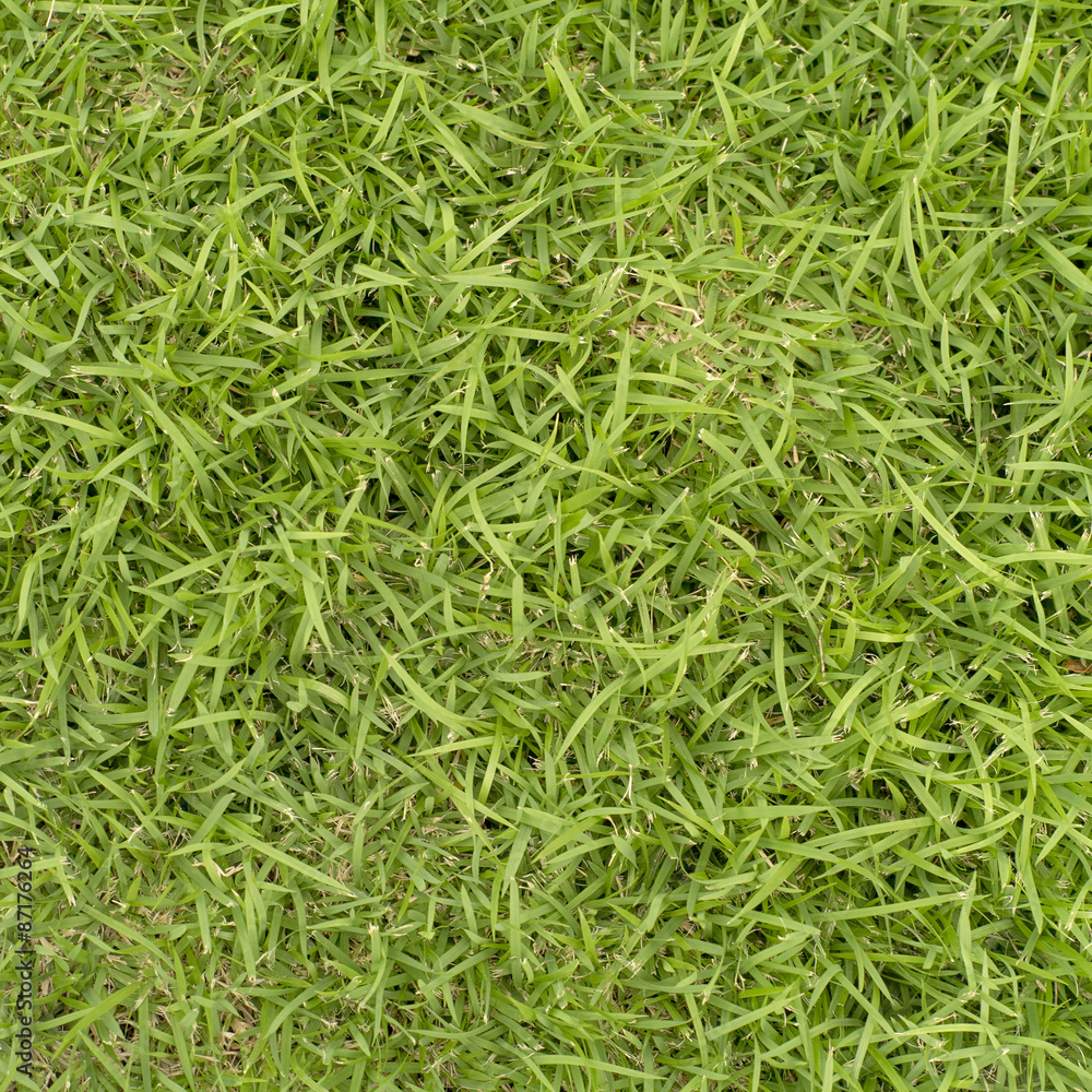 Real green grass texture and background Real green grass texture and background