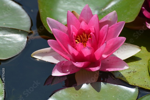 Beautiful pink hardy water lily seen in a local pond.