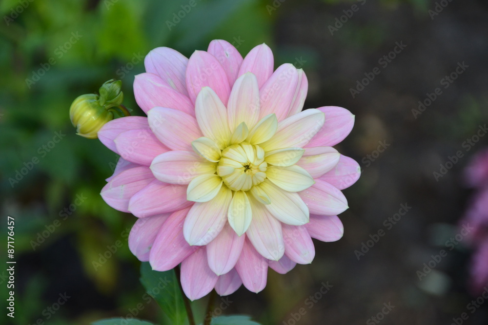 Fototapeta premium Fleur