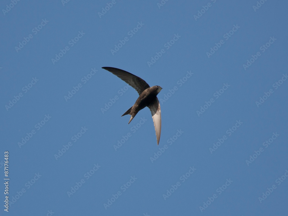 Swift flight (Common Swift / Apus apus) Swift flight (Common Swift / Apus apus)