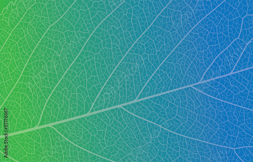 Background Leaf Closeup