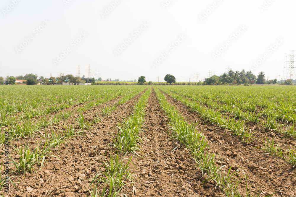 Obraz premium Sugar cane