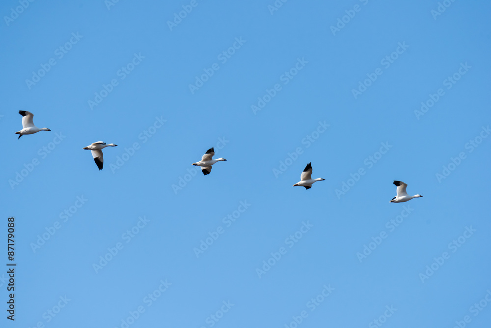 Snow Geese Migrating North in Spring on Blue Sky