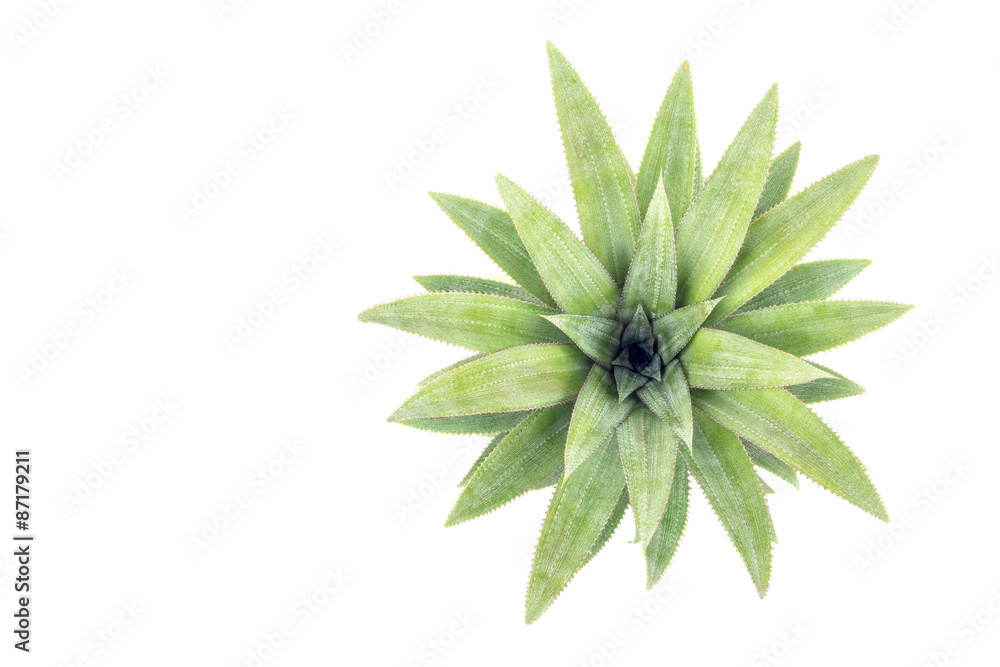 Close up green leaf of pineapple isolated on white Close up green leaf of pineapple isolated on white
