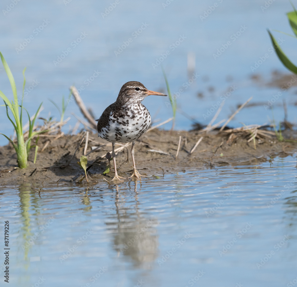 Fototapeta premium Spotted Sandpiper