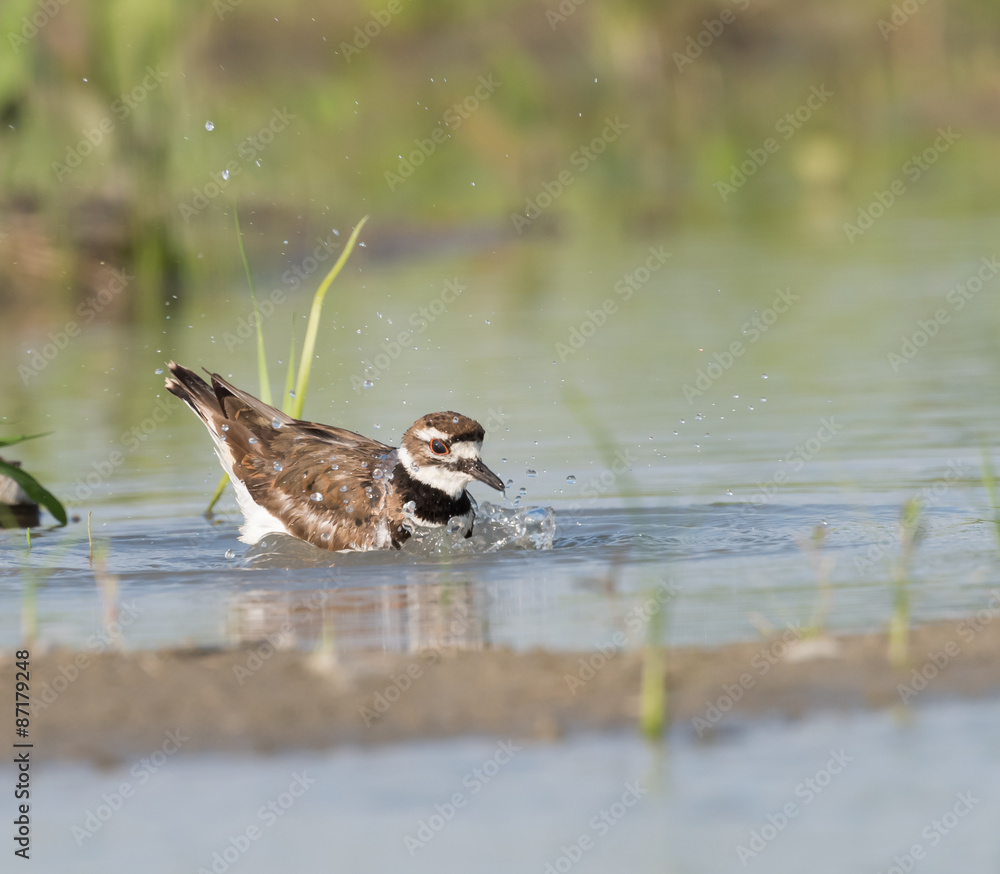 Fototapeta premium Killdeer Bathing and Preening
