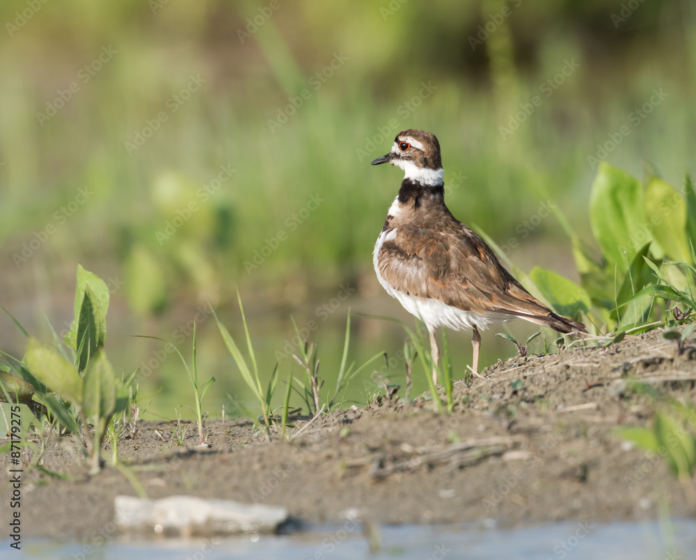 Killdeer Killdeer