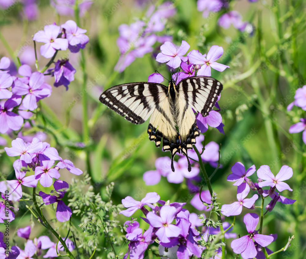 Naklejka premium Eastern Tiger Swallowtail Butterfly on Purple Flowers