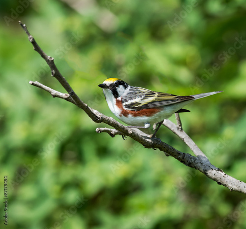 Chestnut-sided Warbler