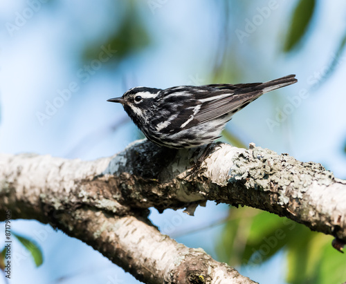 Black-and-white Warbler photo