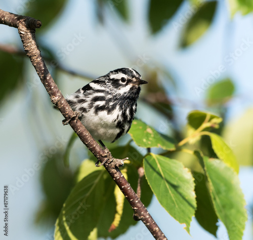 Black-and-white Warbler photo