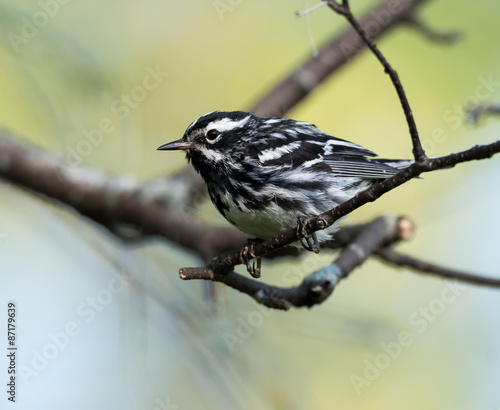 Black-and-white Warbler photo